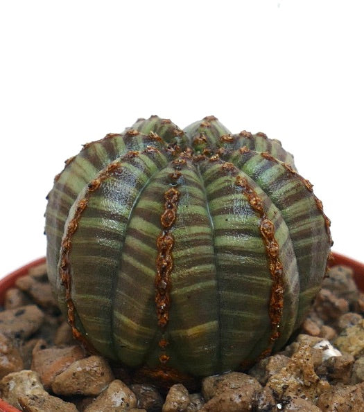 Euphorbia obesa succulent cactus with green striped ribbed body and textured surface