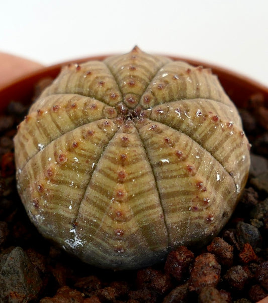 Euphorbia obesa succulent with rounded ribbed body and subtle brown-green stripes