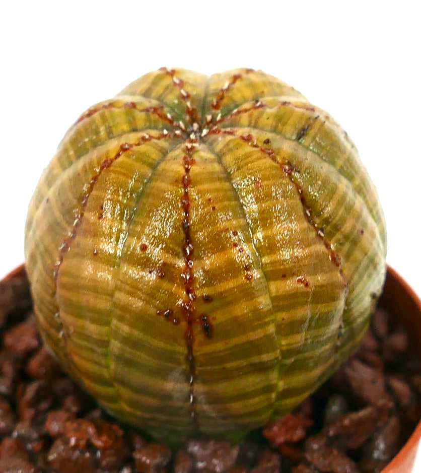 Euphorbia obesa STRIATA GREENISH-YELLOWISH TRI-81