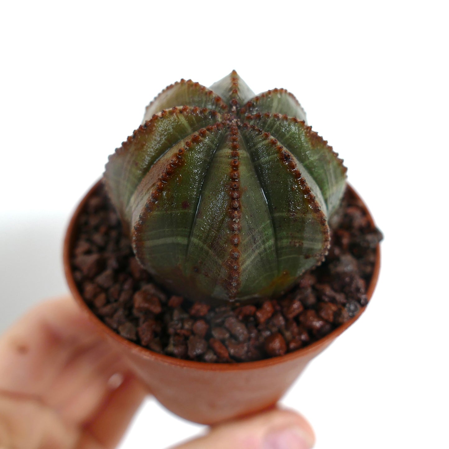 ยูโฟร์เบีย โอเบซา ต้นอวบน้ำมีสันโค้งมนและติ่งเล็กสีน้ำตาลในกระถาง