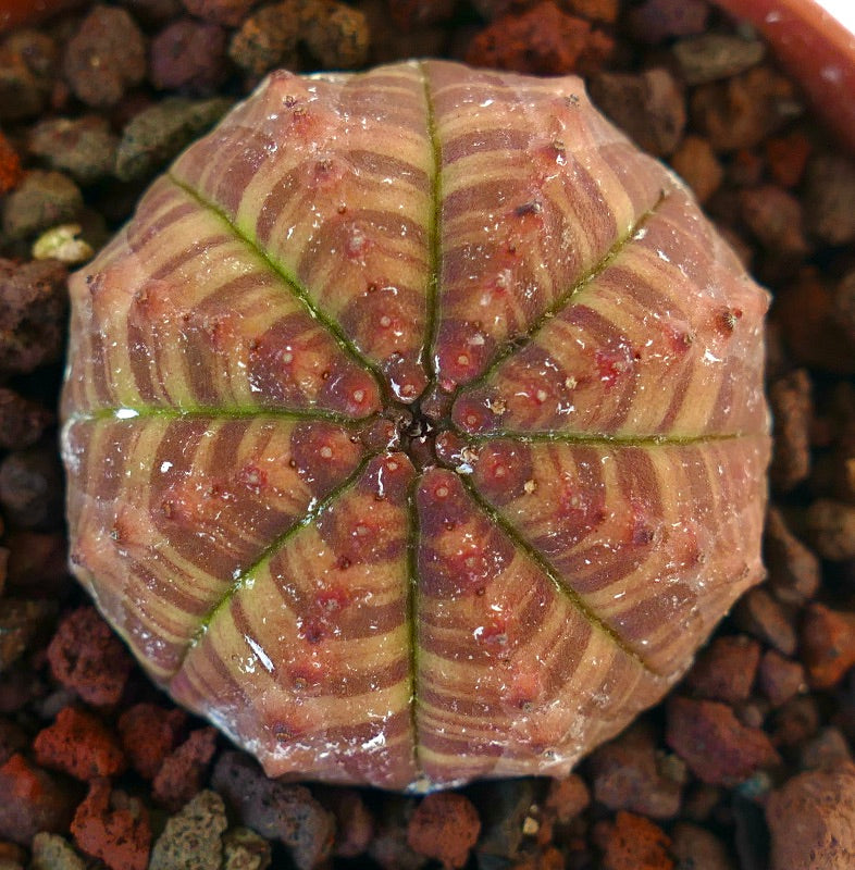 Euphorbia obesa suculenta cactus con patrón abigarrado a rayas verdes y naranjas