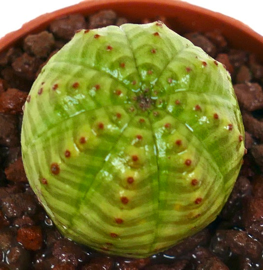 Euphorbia obesa sukkulent med grønt stripet mønster og små rødlig aréoler