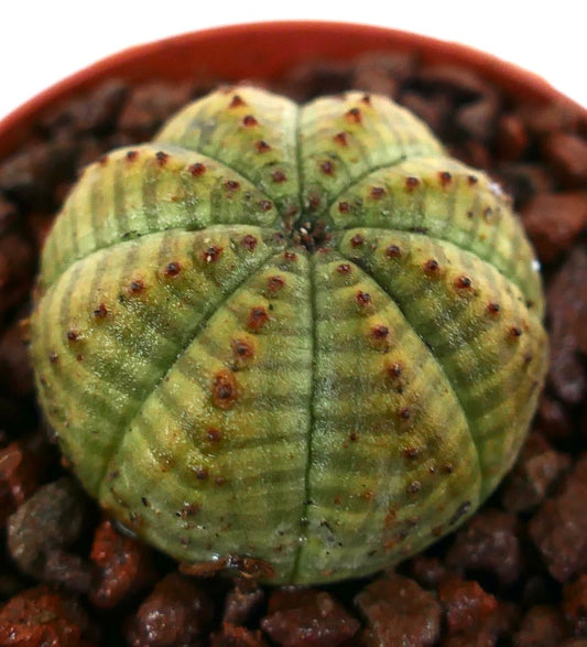 Euphorbia obesa sukkulent med rund kropp og ribber, og små brune areoler i plantejord