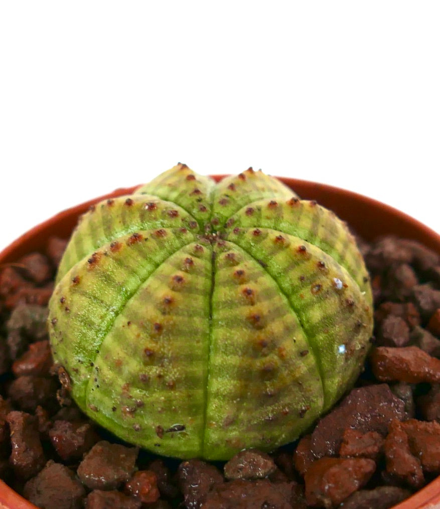 둥글고 리브가 있는 녹색 몸체와 작은 갈색 무늬를 가진 유포르비아 오베사 다육식물, 화분에 담긴 모습