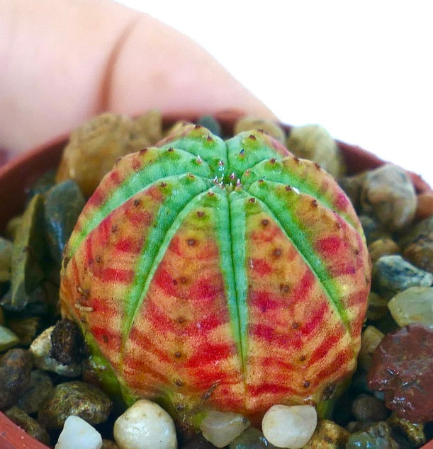 斑入りユーフォルビア・オベサ・ストリアータ ハイブリッド多肉植物、鉢植えで撮影。対称的なリブに緑色の星形の線があり、鮮やかなオレンジ赤色の縞模様と対比しています。