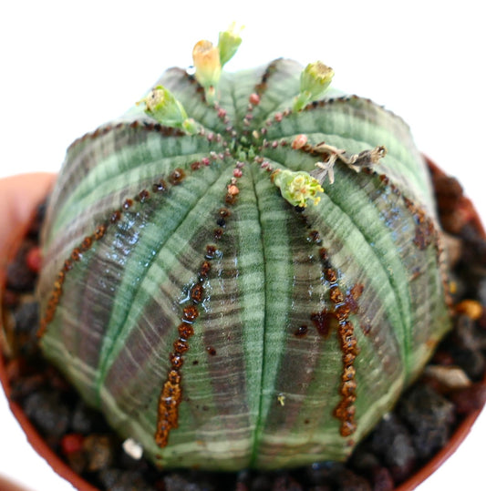 Primer plano de Euphorbia obesa, destacando su cuerpo redondo verde con costillas marrones y múltiples flores de ciatios emergiendo en la parte superior.