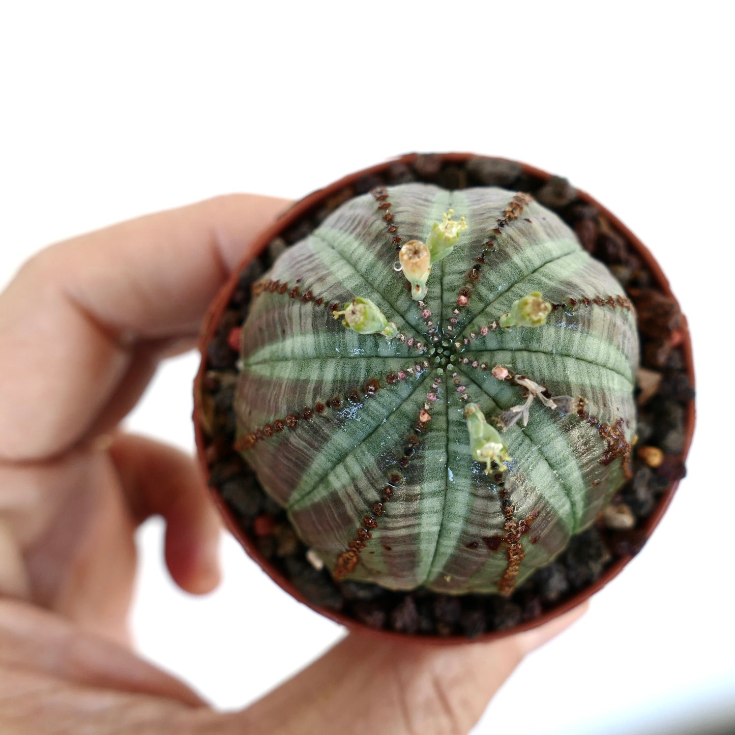 Euphorbia obesa suculenta con cuerpo rayado y acanalado verde y pequeños capullos de flores