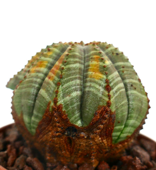 Euphorbia obesa STRIATA MULTIRIBS Y5