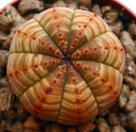Euphorbia obesa suculenta rayada con costillas redondeadas y pequeños areolos rojos