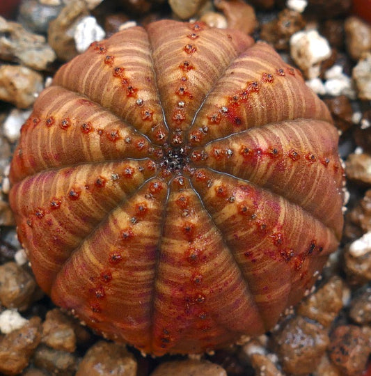 Suculenta Euphorbia obesa a rayas con crestas marrón rojizo y pequeños tubérculos