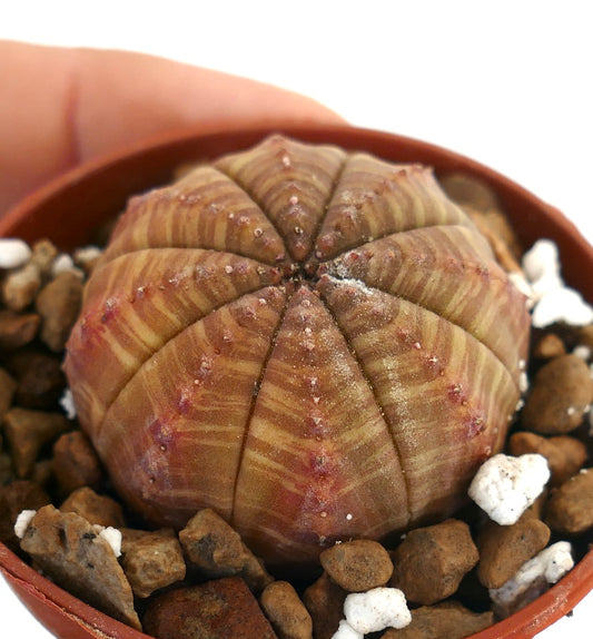 Suculenta Euphorbia obesa con patrón a rayas y estructura redondeada con costillas en maceta