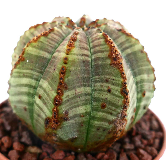Euphorbia obesa STRIATA SELECTED 16F