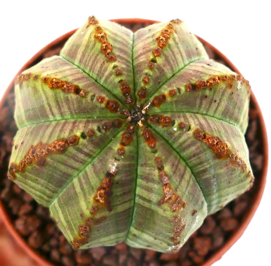 Euphorbia obesa STRIATA SELECTED 16F
