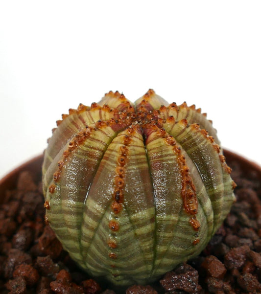 Cactus succulent Euphorbia obesa avec un corps côtelé rayé vert et marron et de petits tubercules orange