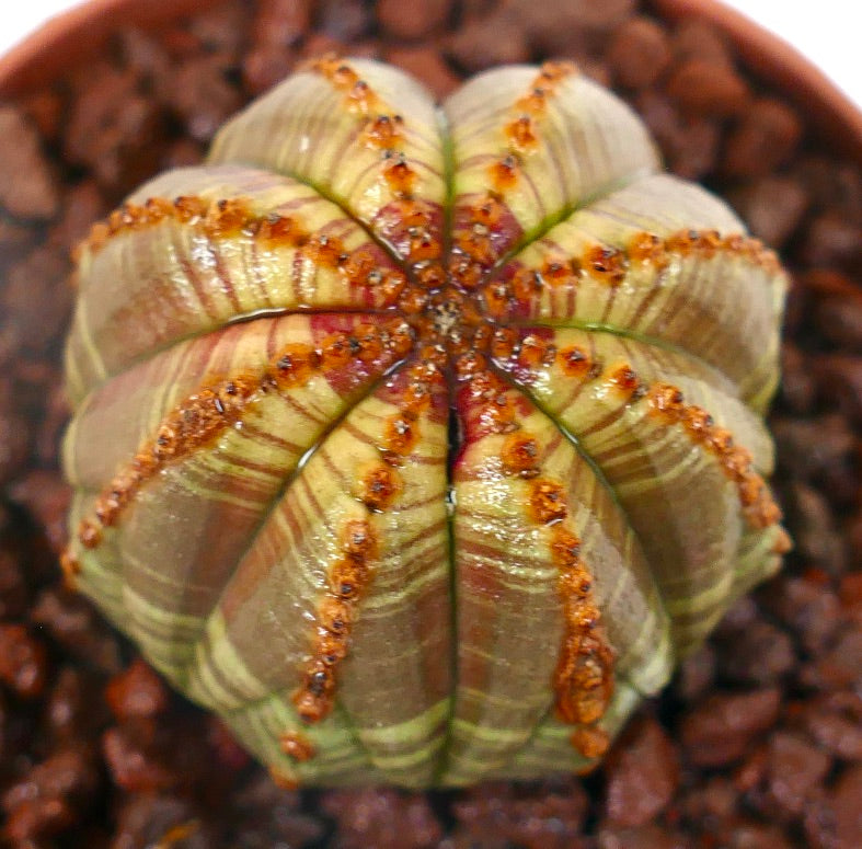 Euphorbia obesa Sukkulente Kakteen mit gestreiftem, geripptem Körper und kleinen orangefarbenen Areolen