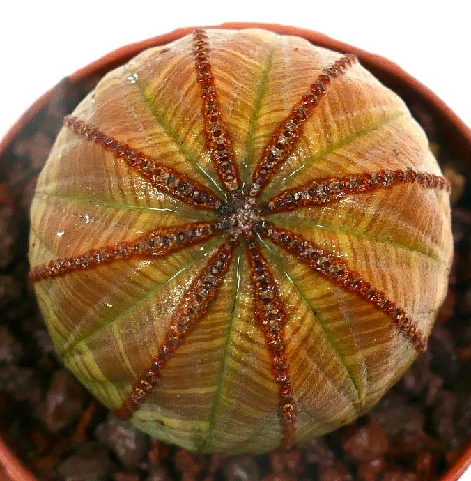Euphorbia obesa striata sukkulent med ribbestruktur og brune teksturerte linjer
