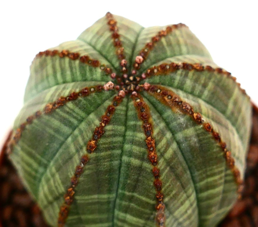 Euphorbia obesa STRIATA WITH BROWN SPOTS ON RIBS NNP