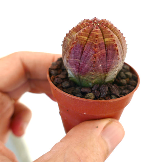 Euphorbia obesa succulent with striped pattern and reddish variegated areas in small pot
