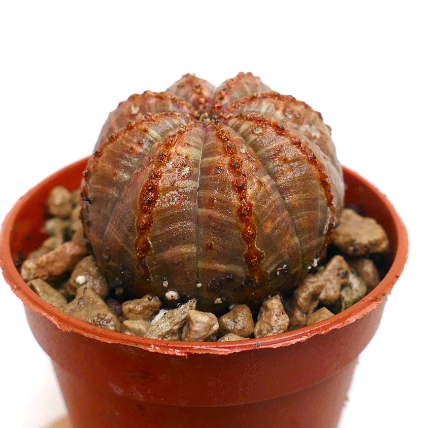 Euphorbia obesa suculenta cactus con estructura acanalada y líneas rojas en las costillas