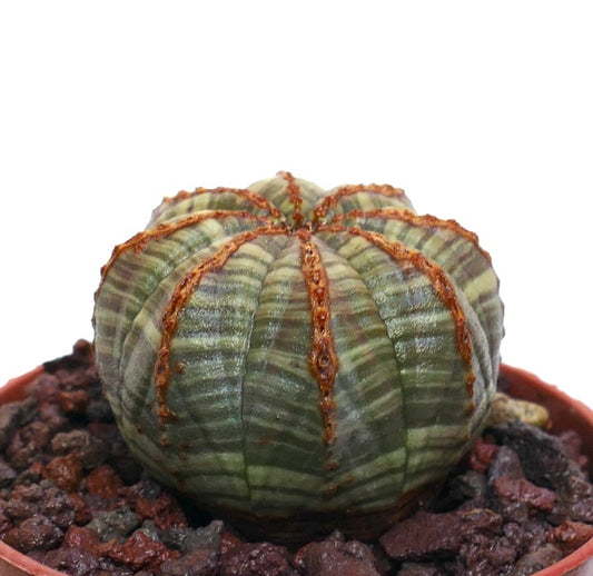 Euphorbia obesa striata sukkulent kaktus med brune riller og ribbet tekstur