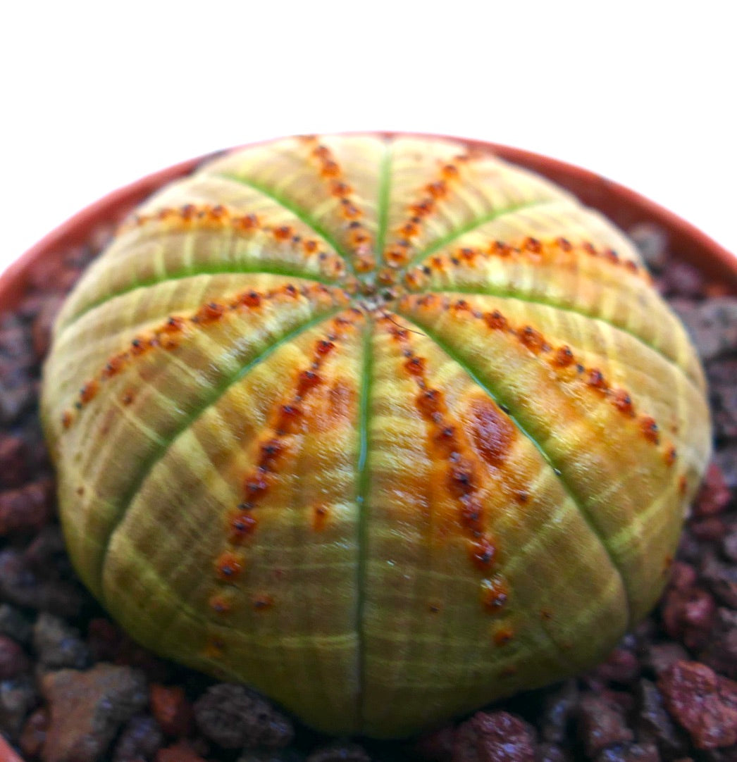 Euphorbia obesa sukkulent med rund form og rødstripede ribber på teksturert overflate