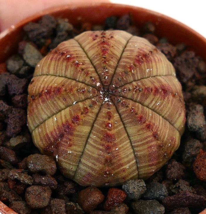 ユーフォルビア　オベサ ユーフォルビア・オベサ | Botanical Archive | 今すぐ購入