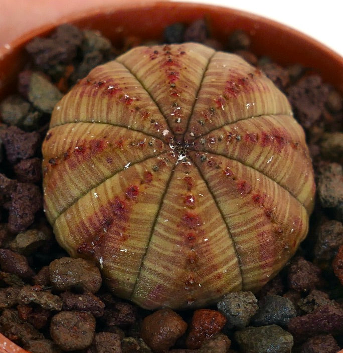 둥근 몸체에 줄무늬와 붉은 선이 있는 유포르비아 오베사 다육식물