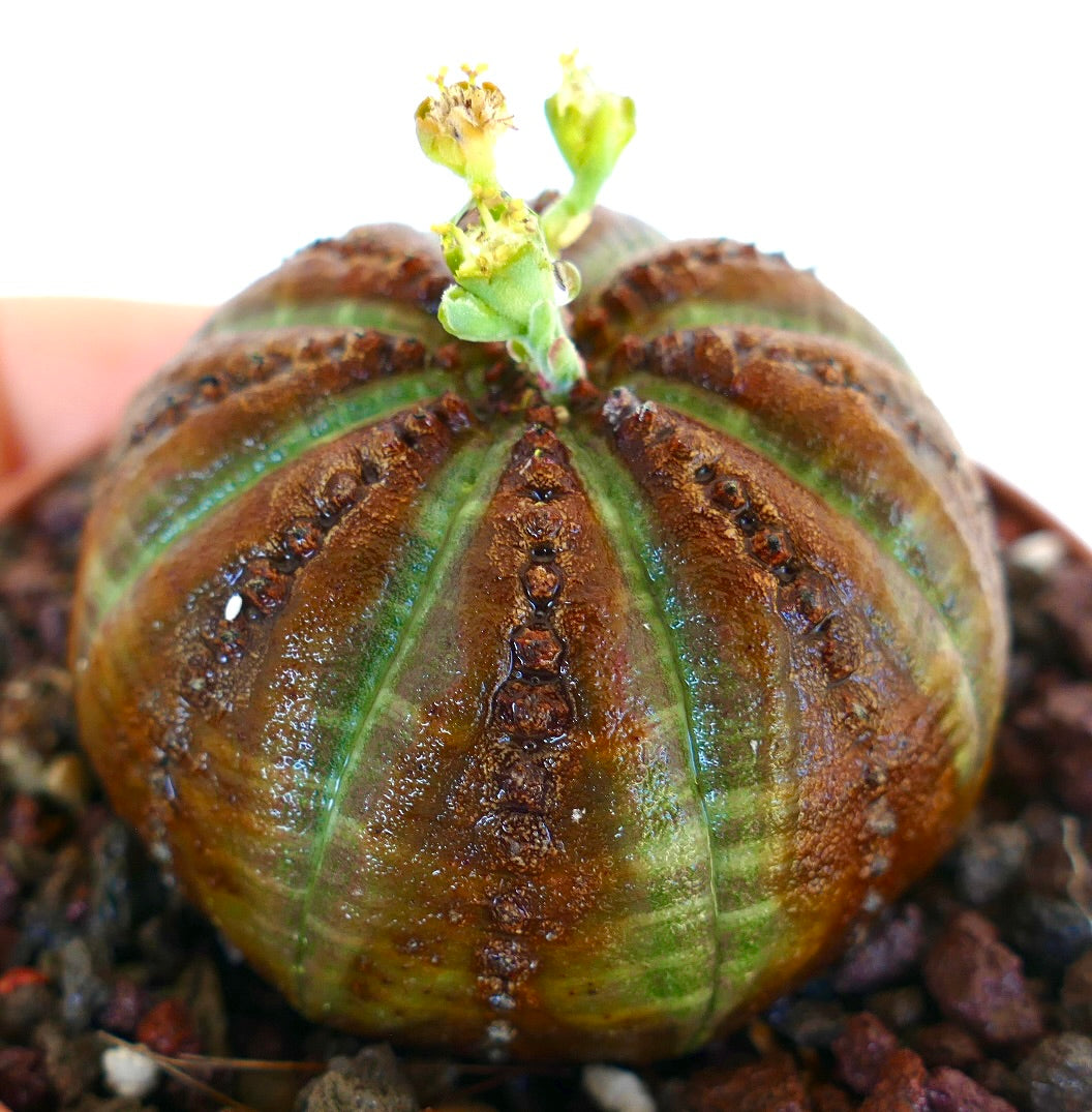 Vista lateral de Euphorbia obesa, con un cuerpo redondeado acanalado con amplias rayas marrones, detalles verdes y flores en desarrollo de color amarillo verdoso.