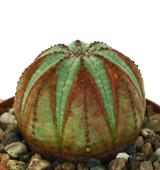 Euphorbia obesa in a small pot, rounded and ridged, showing alternating green and rusty-brown stripes.
