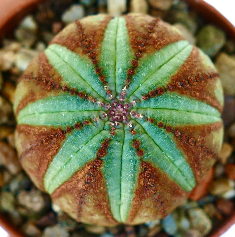 Euphorbia obesa viewed from above, with a symmetrical eight-ribbed structure, green center, and brown margins.