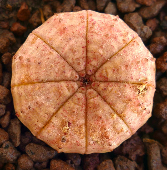 Euphorbia obesa succulenta con corpo rotondo segmentato e texture rosata maculata