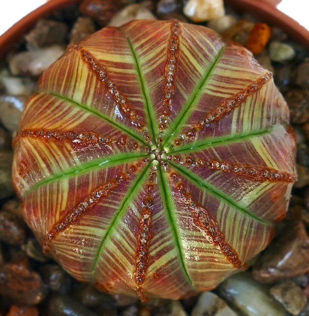 Topview of Euphorbia obesa cactus for collectors, a rare succulent with ribbed green and brown striped body.