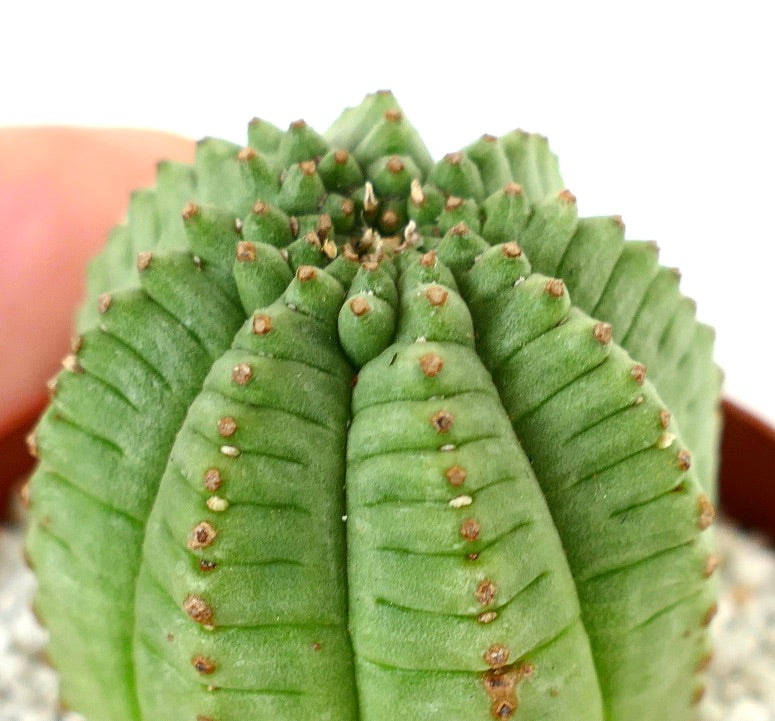 Euphorbia obesa succulent cactus with ribbed green body and small brown areoles