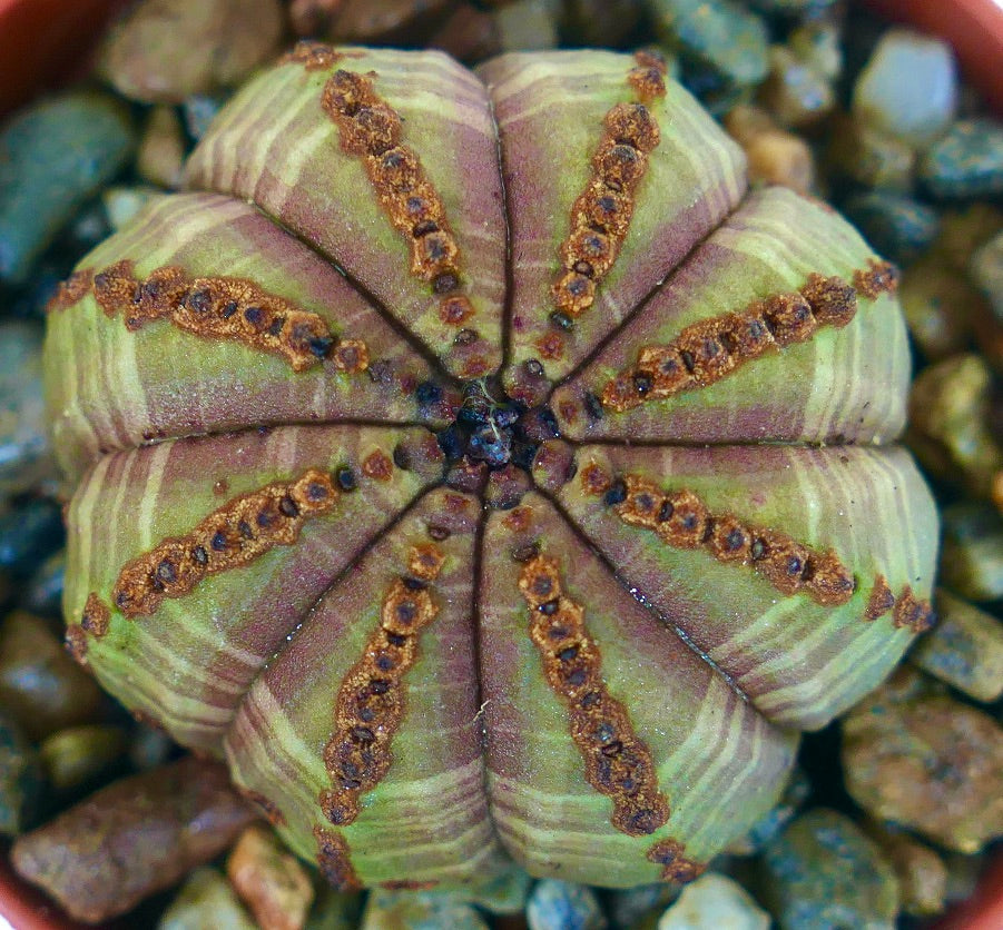 Euphorbia obesa hybrid succulent, photographed from above, displaying its rounded ball shape, patterned green-purple skin, and evenly spaced brown tubercles.