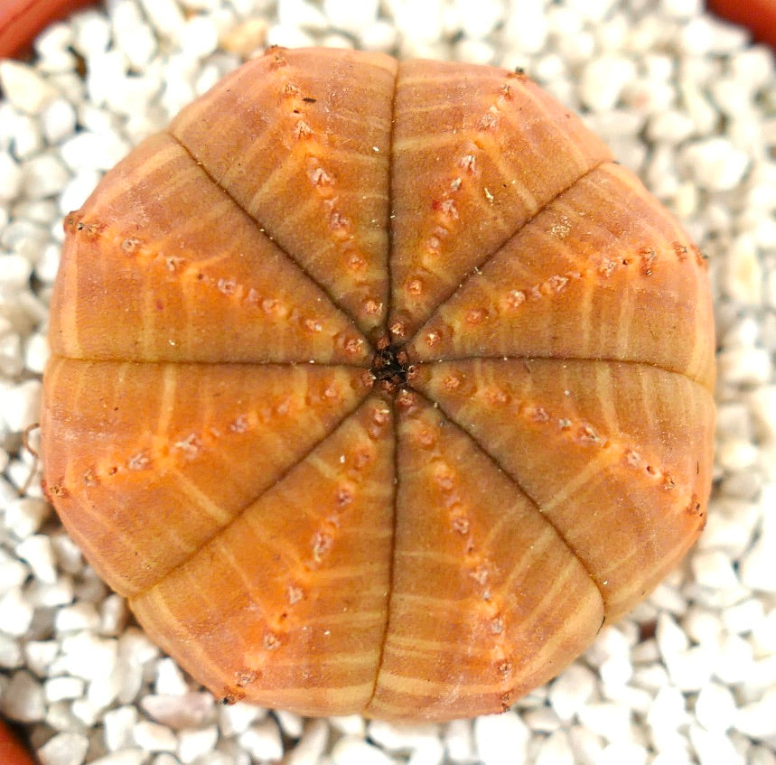 Euphorbia obesa suculenta cactus con cuerpo segmentado redondeado naranja y pequeños tubérculos