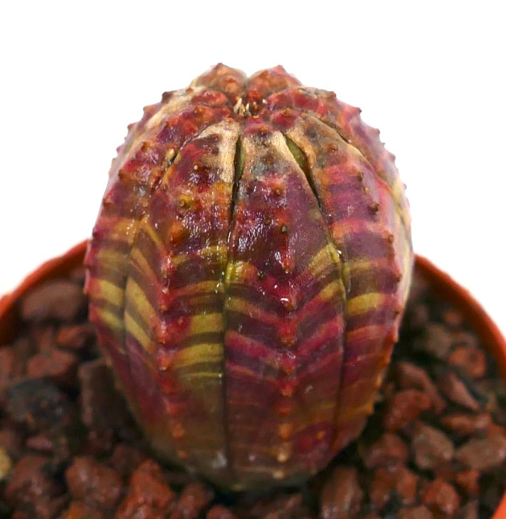 鮮やかな縞模様の班入りと丸みを帯びた肋骨状の構造を持つユーフォルビア・オベサ多肉植物