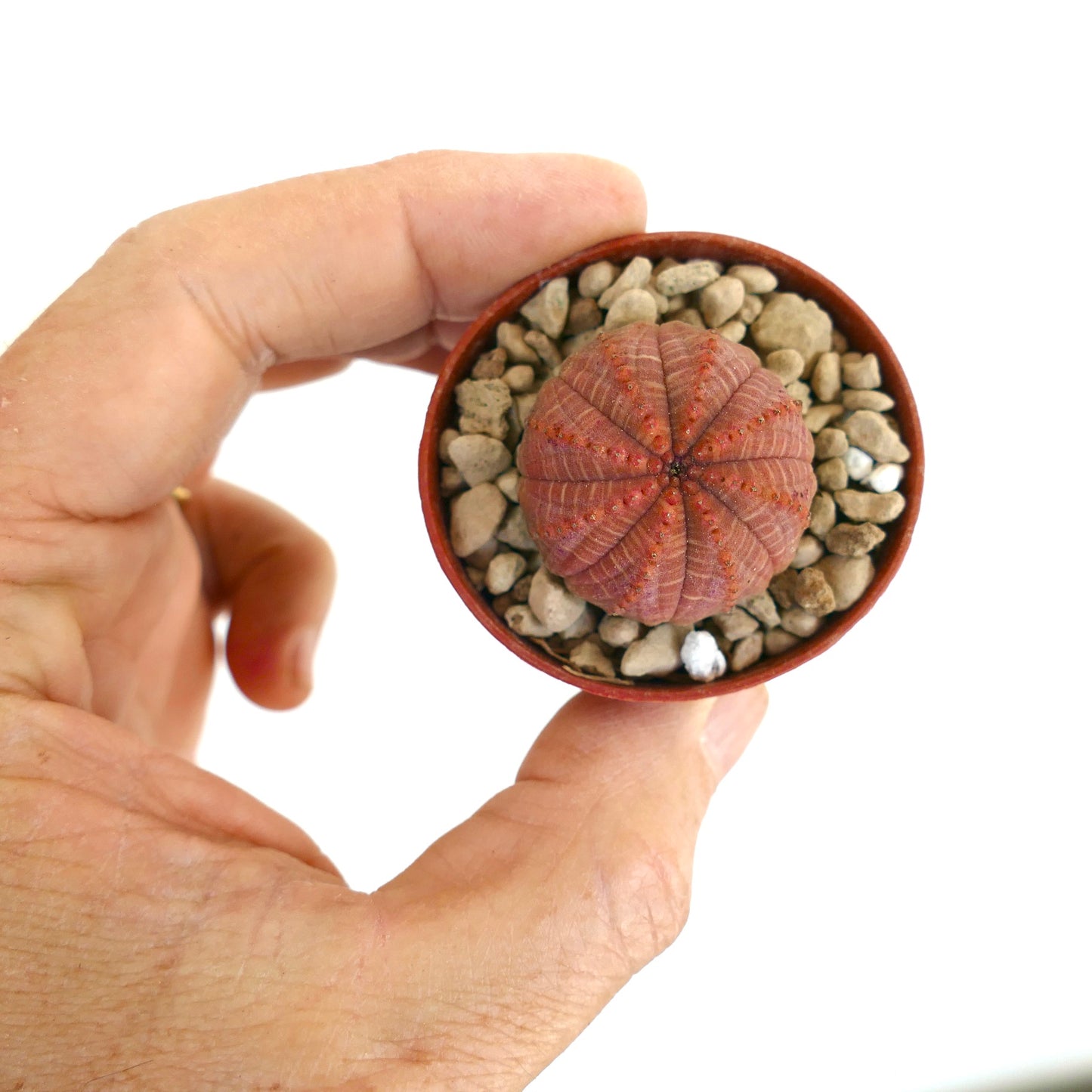 Euphorbia obesa pequeña suculenta rara con cuerpo redondeado y estriado rojo en maceta