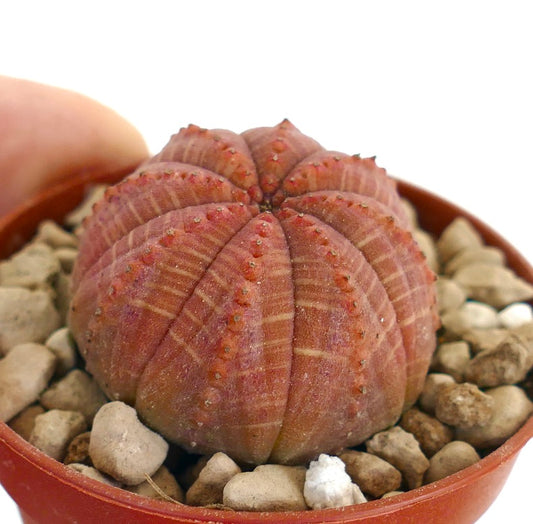 Euphorbia obesa succulenta rossa con forma rotonda costolata e piccoli tubercoli