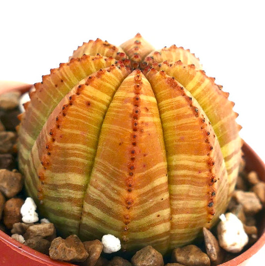 Succulenta Euphorbia obesa con motivo variegato a coste, strisce gialle e verdi