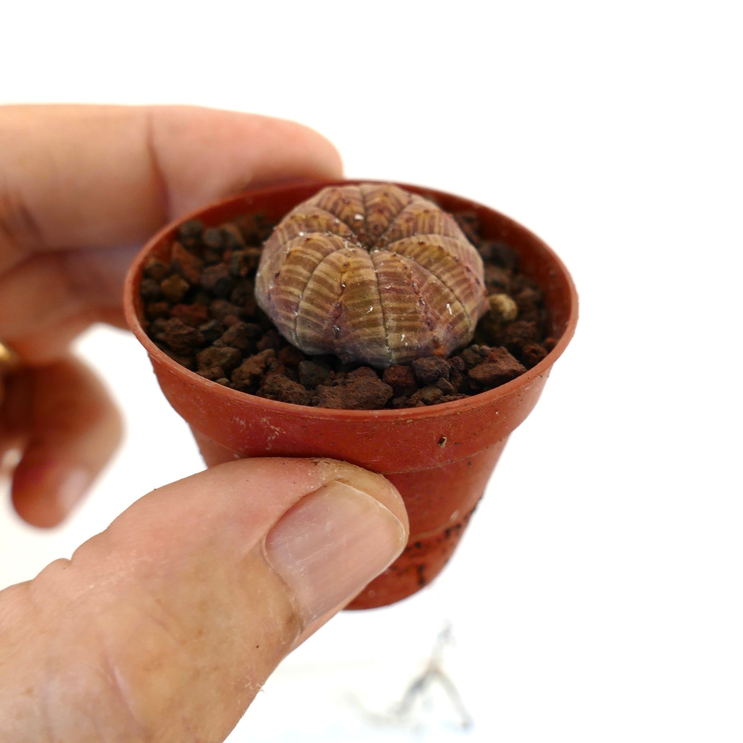 Euphorbia obesa small succulent with ribbed, rounded shape and brownish striped pattern