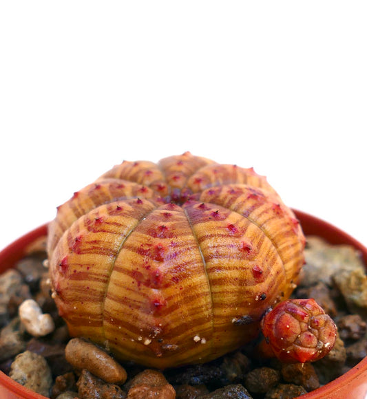 Succulenta Euphorbia obesa con motivo a strisce e piccoli tubercoli rossi in vaso