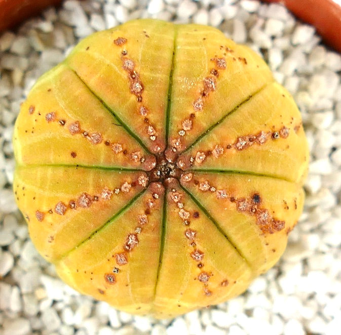 Euphorbia obesa succulent cactus with yellow ribbed body and small brown areoles