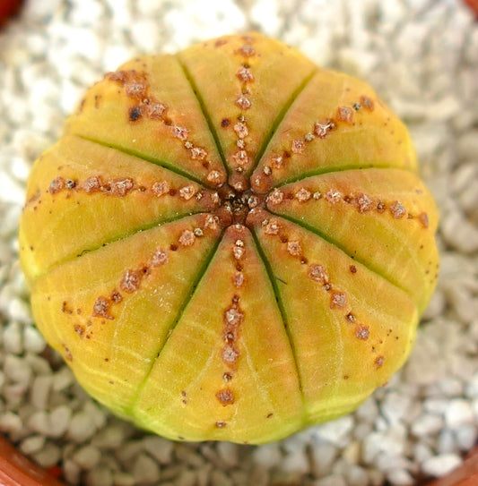 Euphorbia obesa Sukkulente Kaktee mit rundem, gelb geripptem Körper und kleinen braunen Areolen