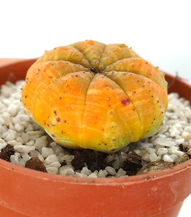 Euphorbia obesa succulent cactus with rounded ribbed yellow-orange body in pot