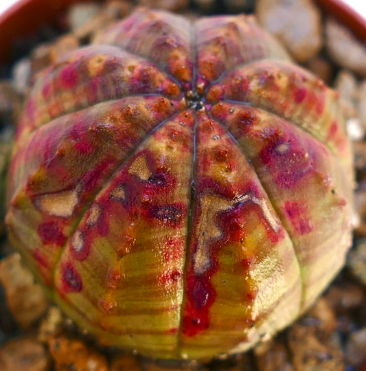 Succulenta Euphorbia obesa dalla forma arrotondata e con distintive marcature variegate rosso-rosa