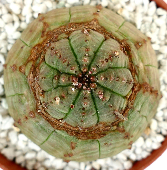 Euphorbia obesa seltene Sukkulente mit rundlicher, gerippter Struktur und braunen Areolen