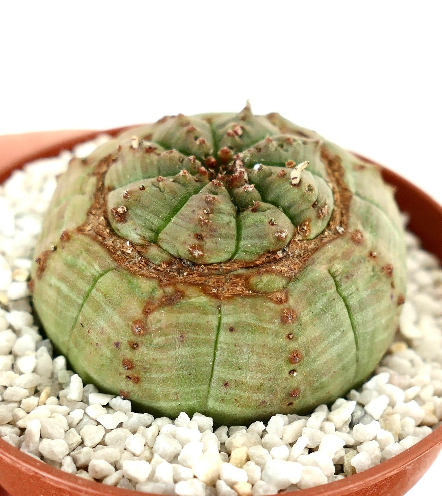 Euphorbia obesa rare succulent with rounded ridges and textured green surface in pot