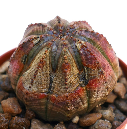 Euphorbia obesa raro succulento con insolite coste asimmetriche e superficie strutturata