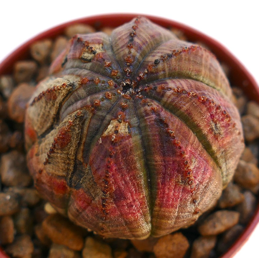 Euphorbia obesa suculenta rara con patrón de costillas asimétricas y matices rojizos