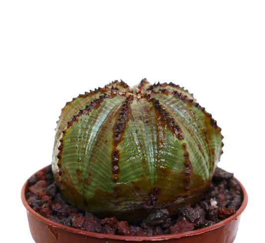 Succulente Euphorbia obesa avec corps arrondi côtelé et lignes texturées brunes dans un petit pot